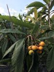 Loquat on tree