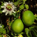 Passion fruit and flower on tree